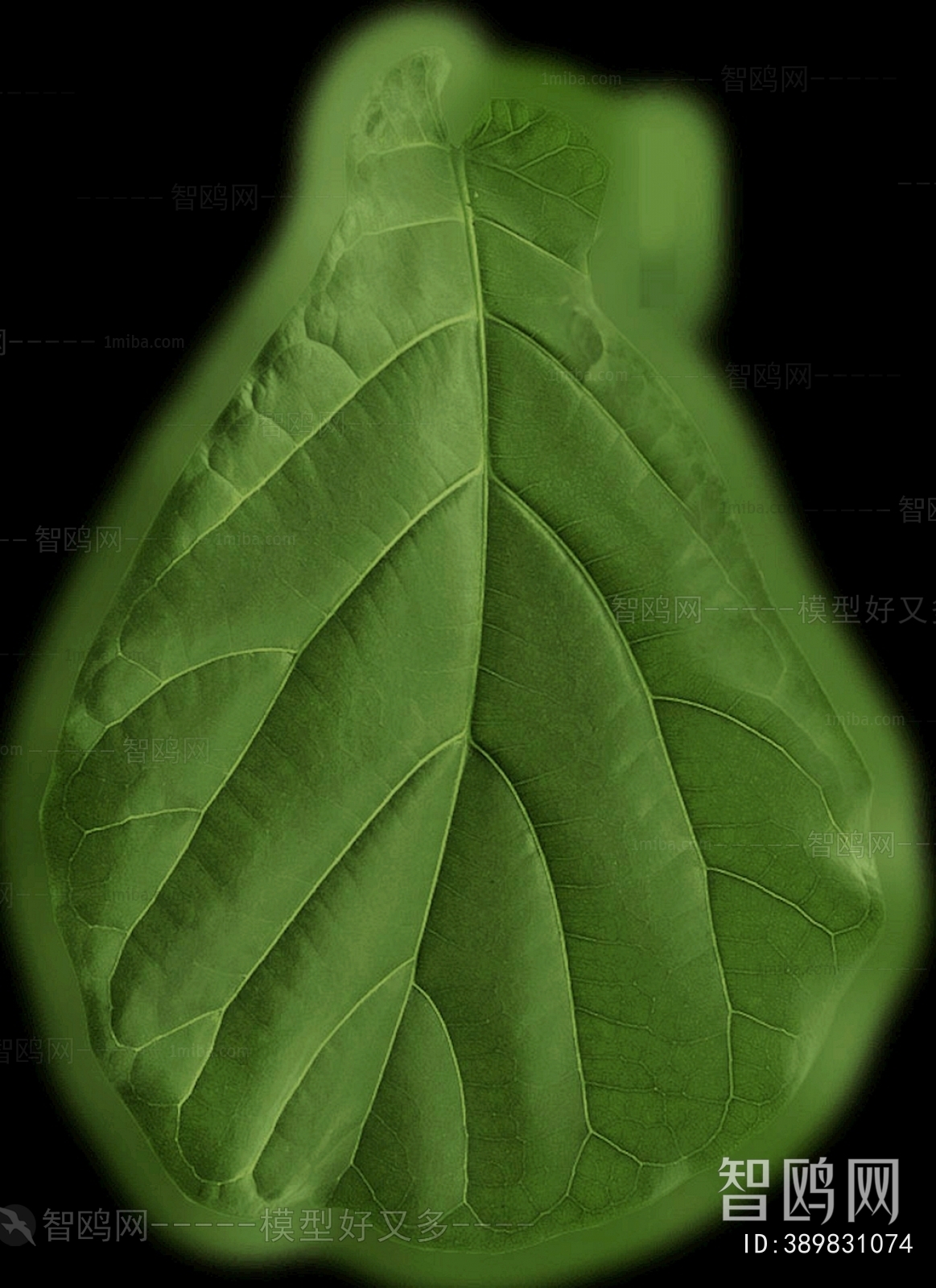 Plant Leaves