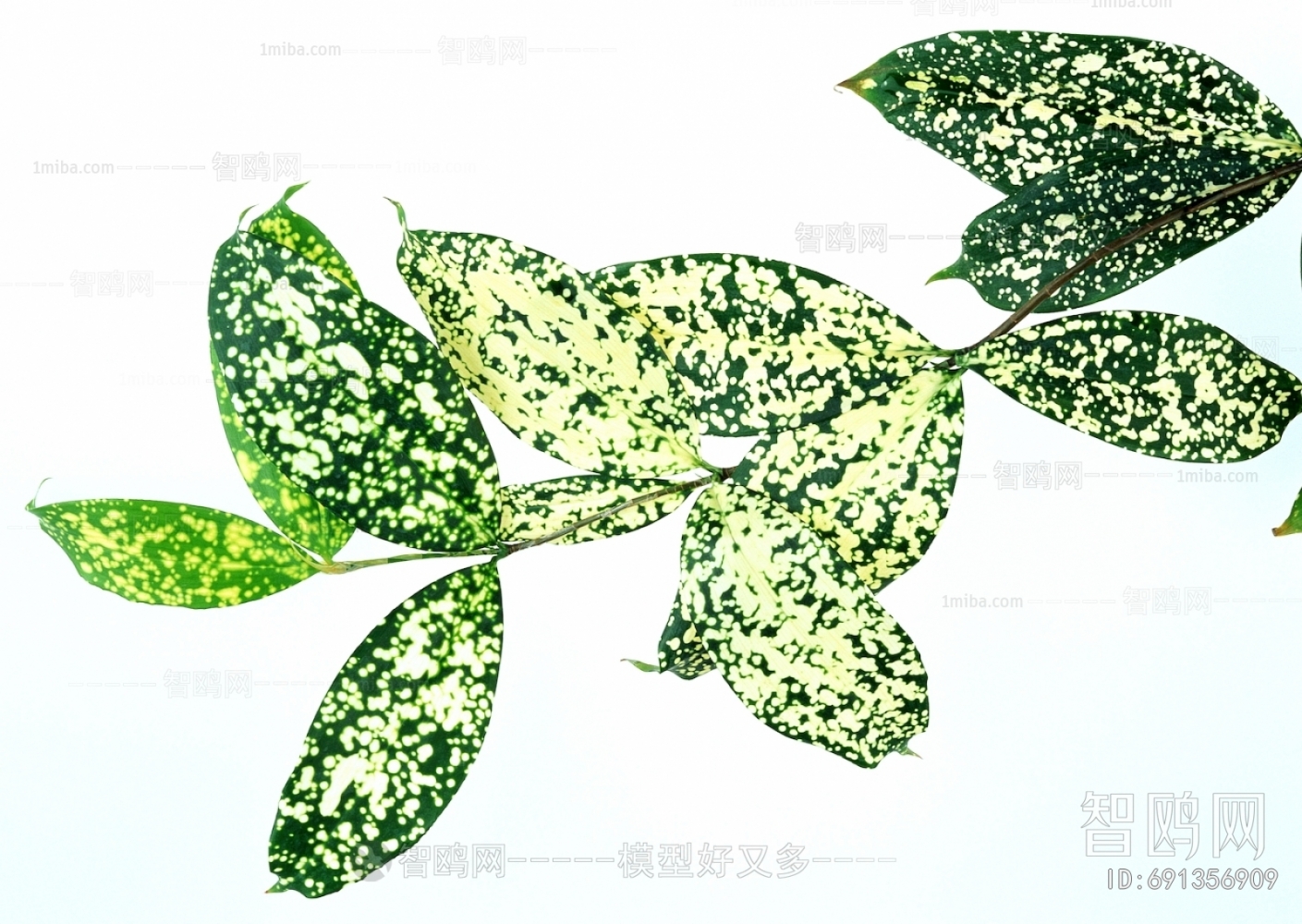 Plant Leaves