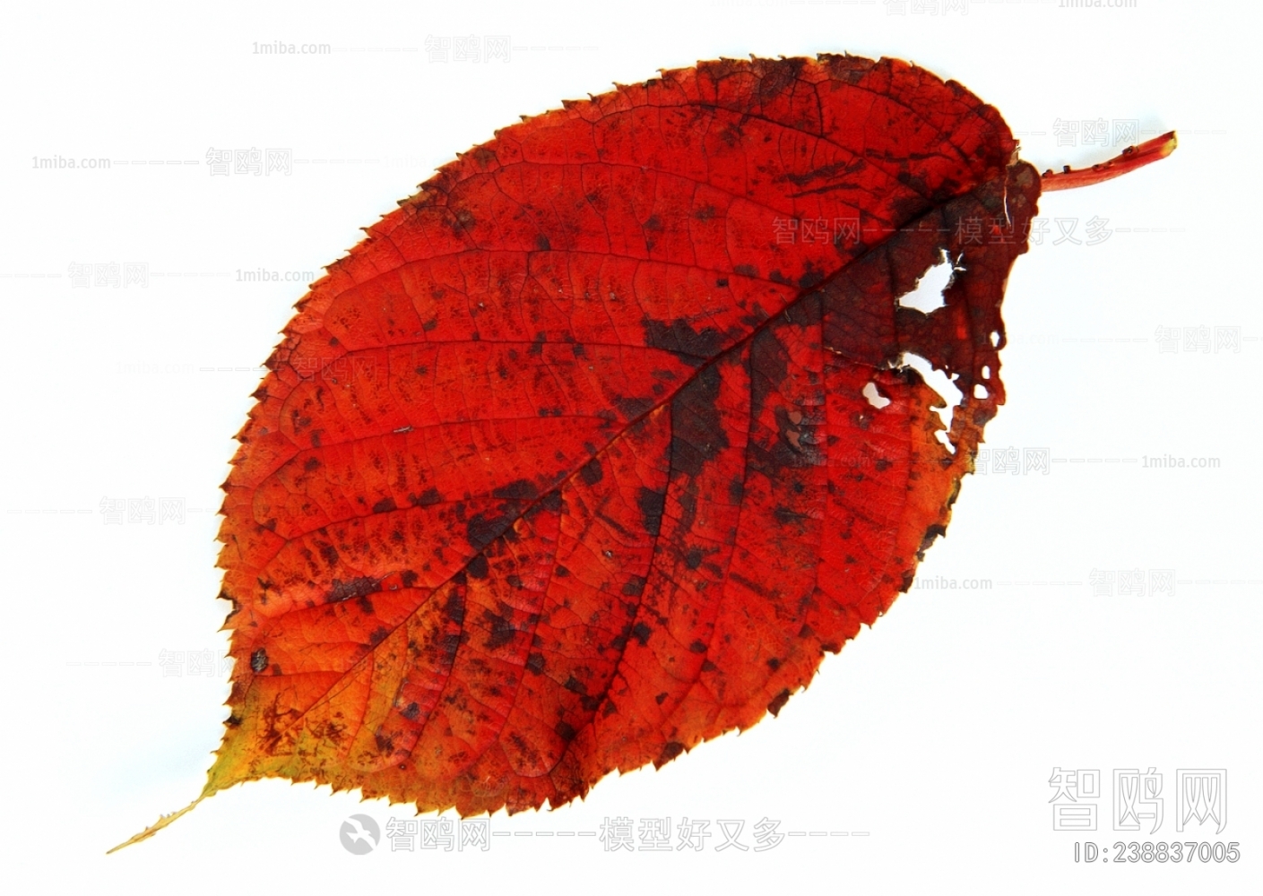 植物树叶