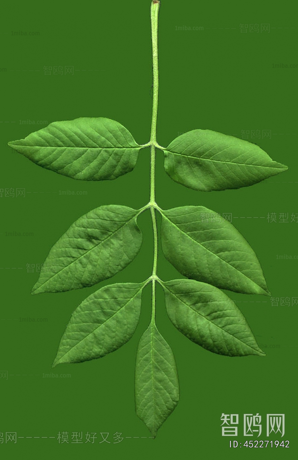 Plant Leaves