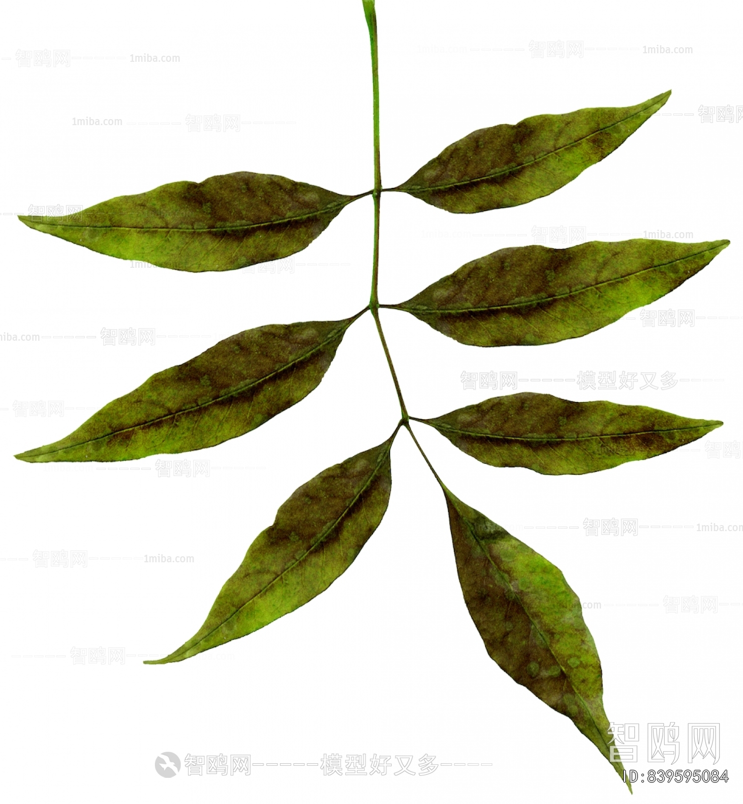 Plant Leaves