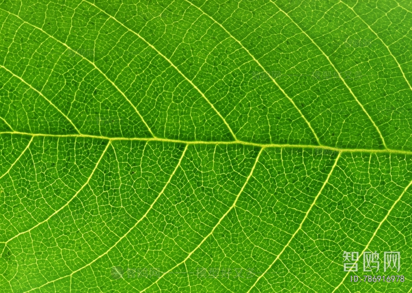 Plant Leaves