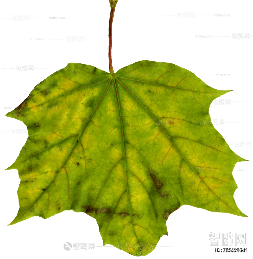 Plant Leaves