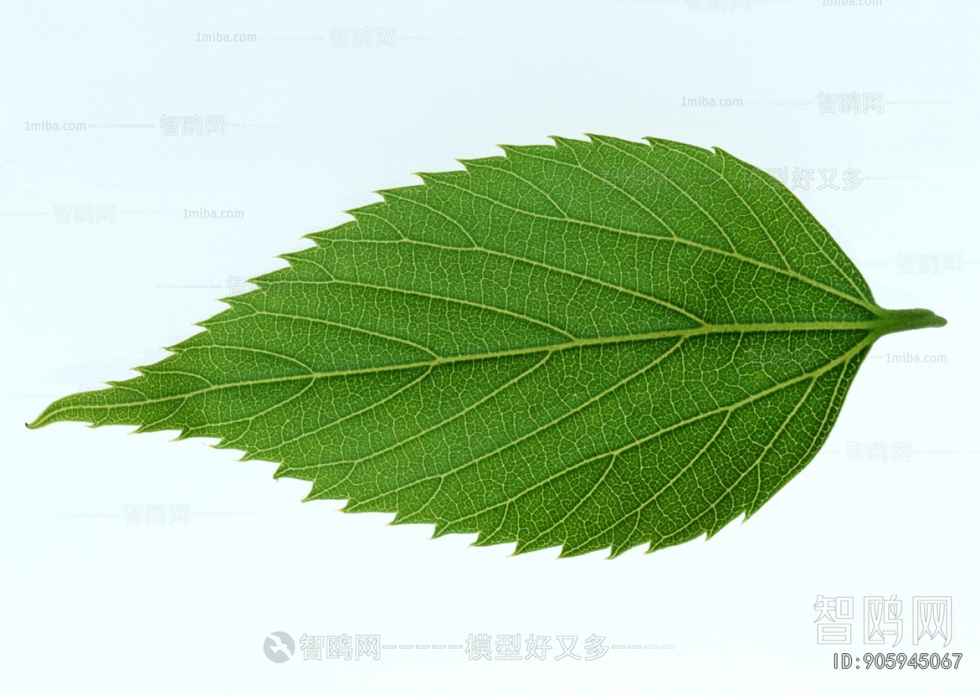 Plant Leaves