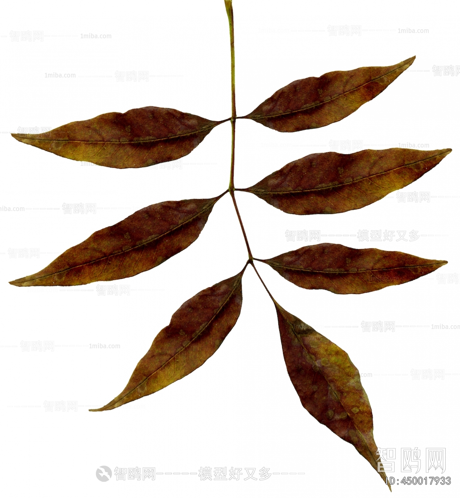 Plant Leaves