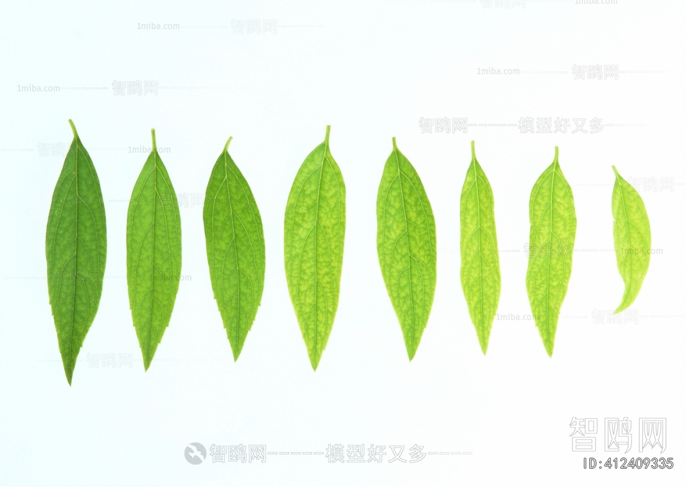Plant Leaves