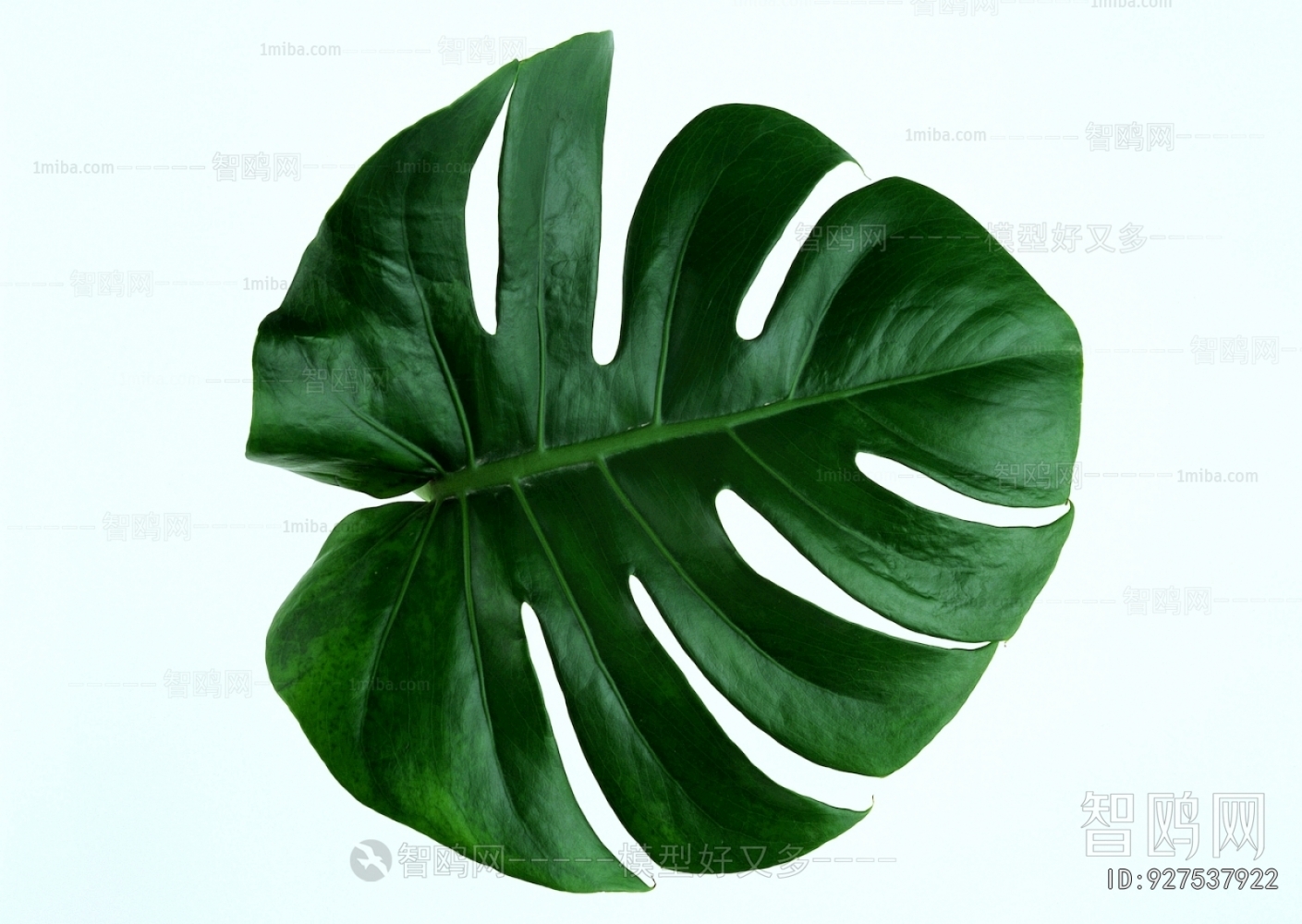 Plant Leaves