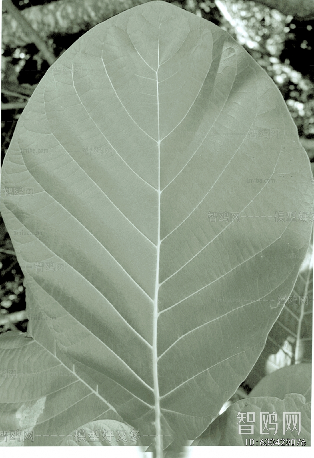 Plant Leaves