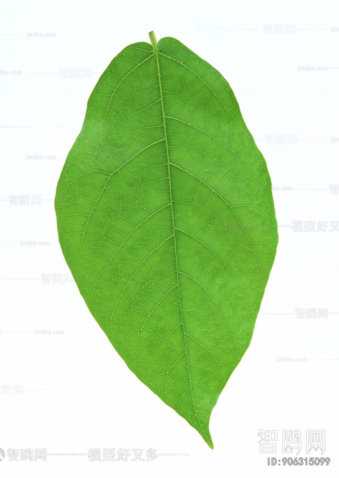 Plant Leaves