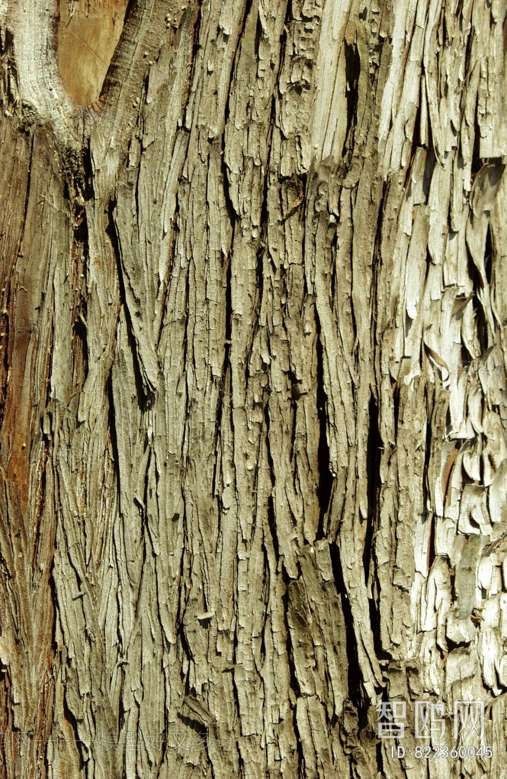 Bark Texture