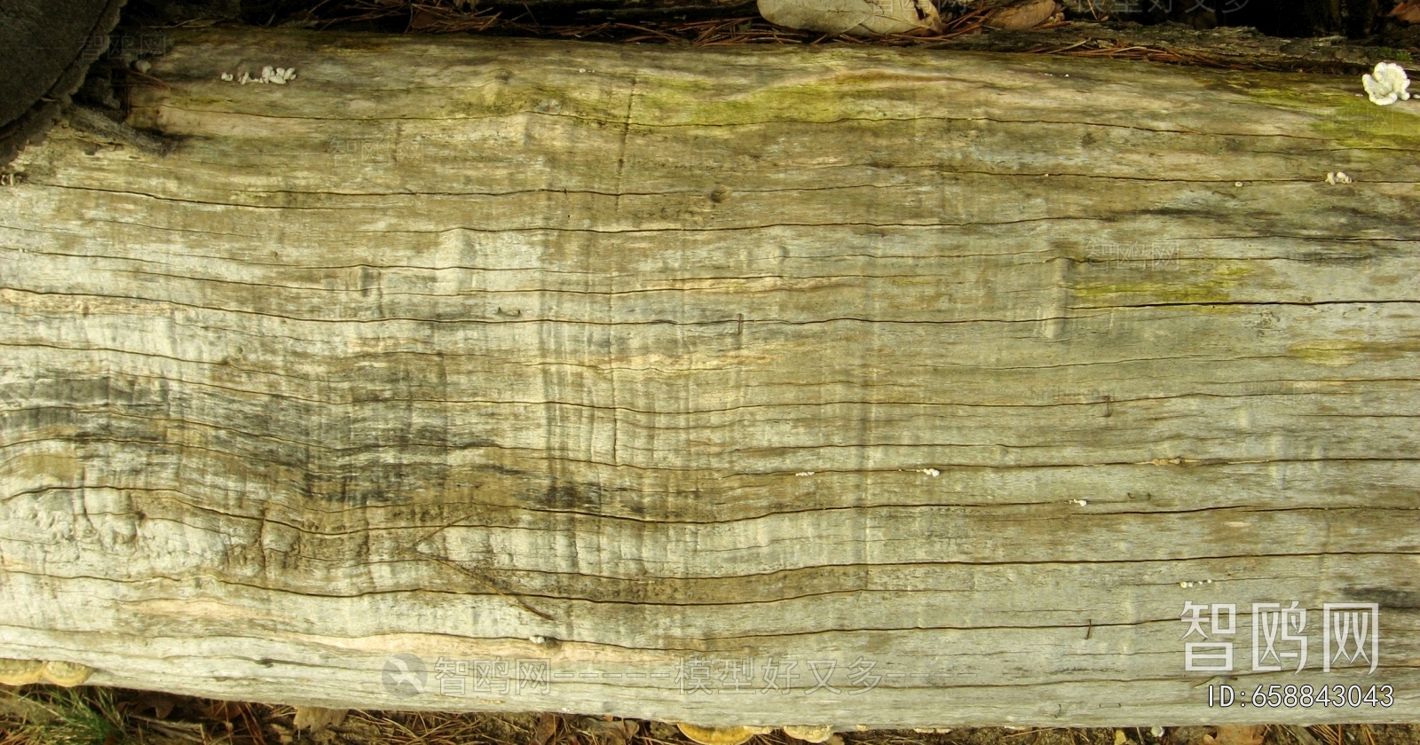 Bark Texture
