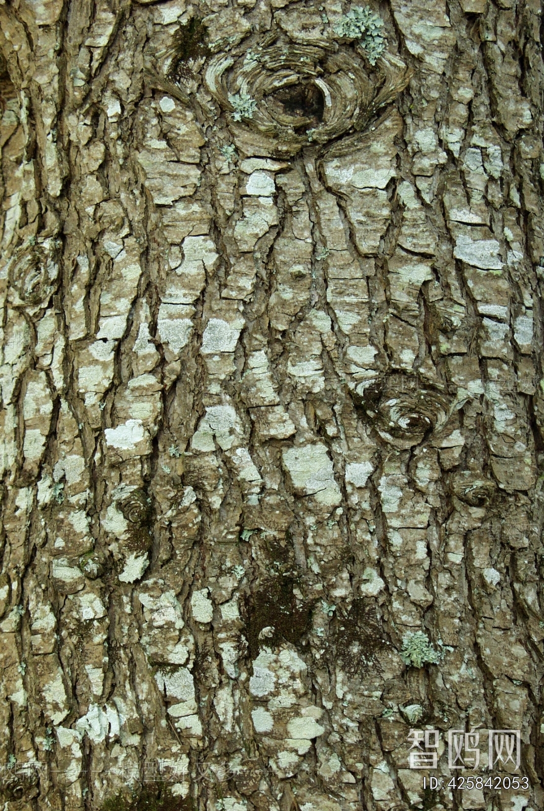 Bark Texture