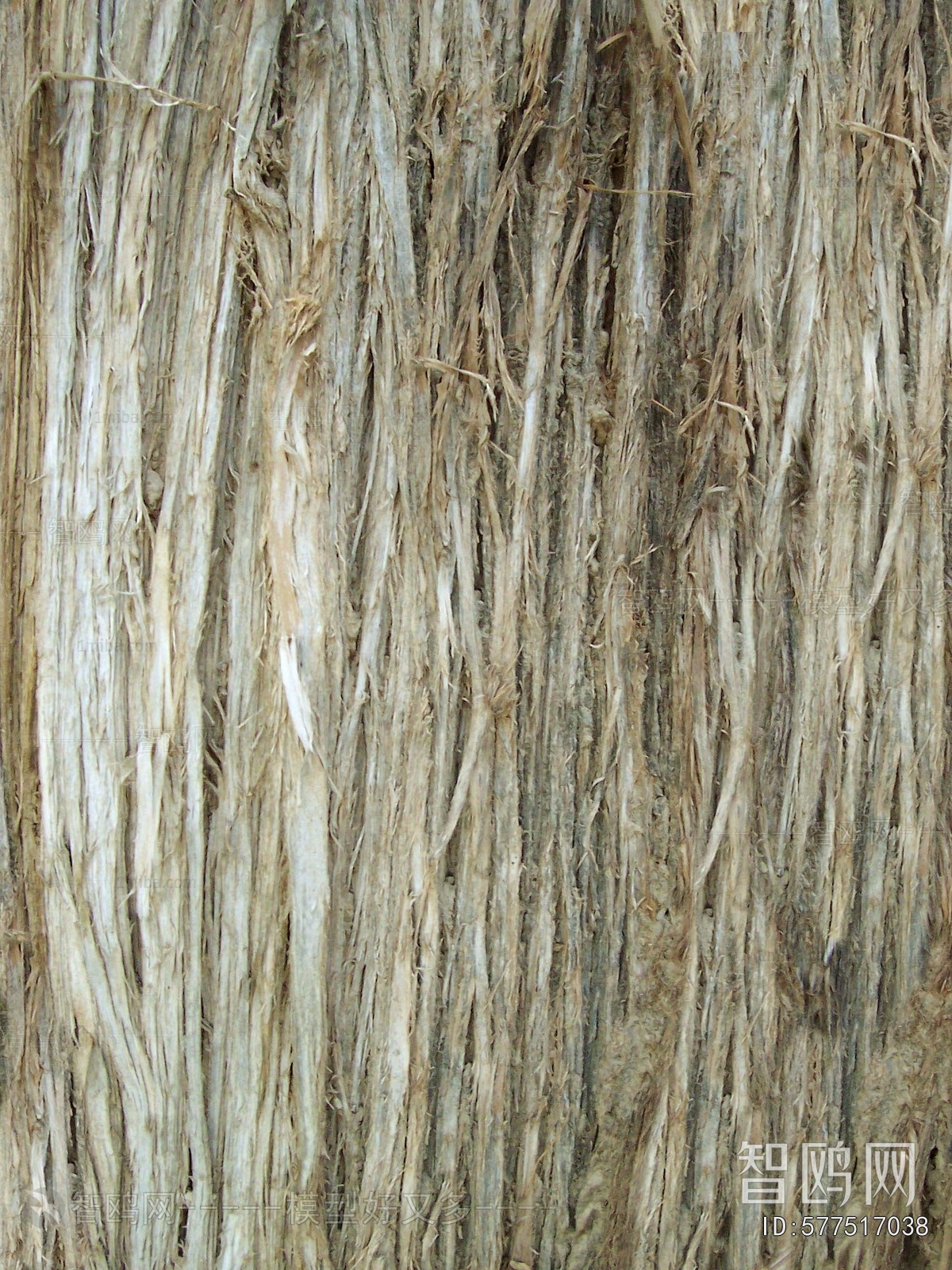 Bark Texture
