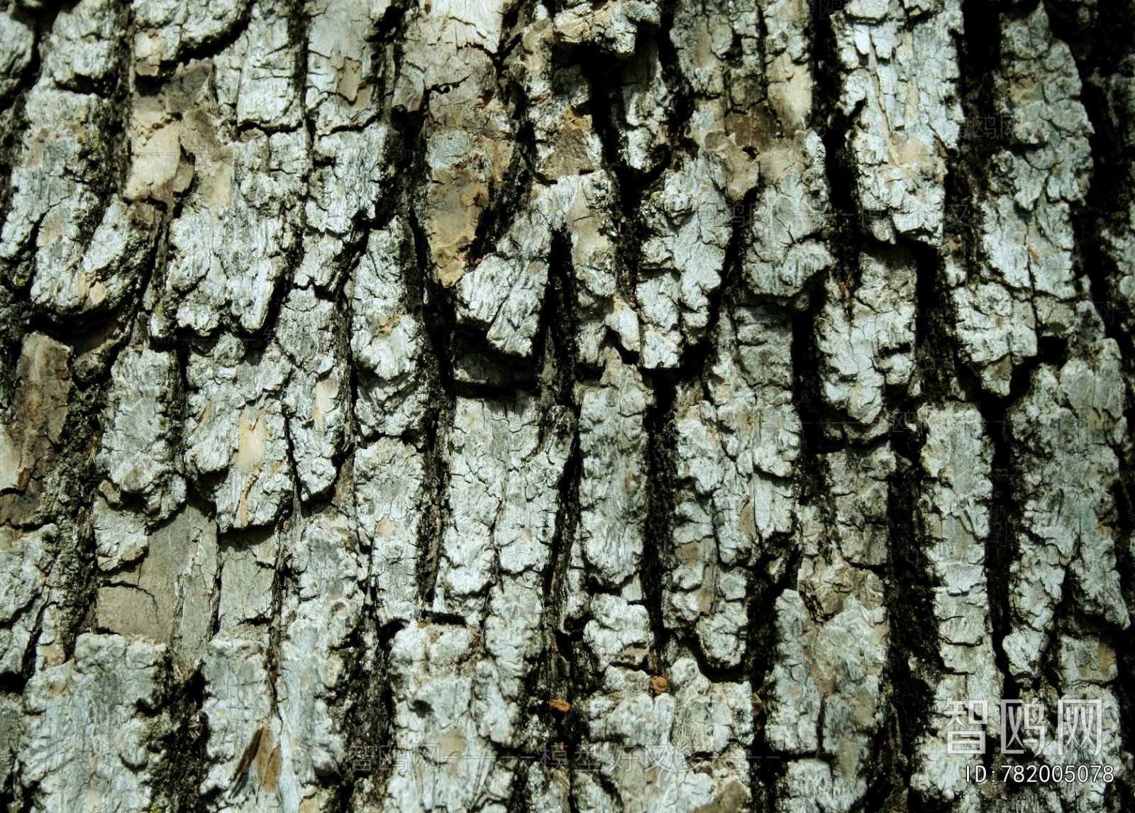 Bark Texture