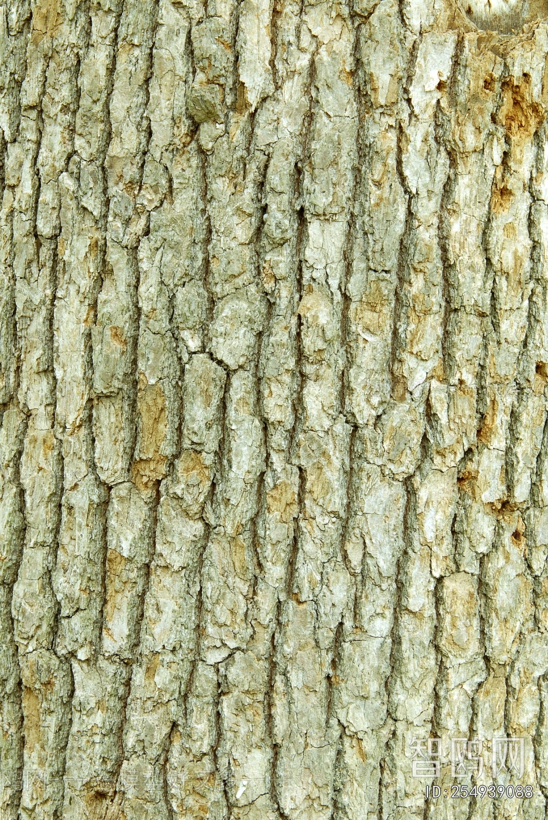 Bark Texture