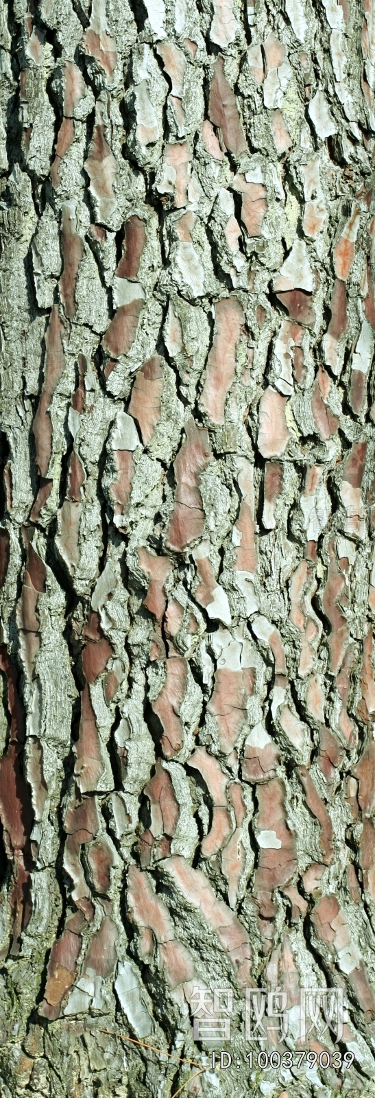 Bark Texture