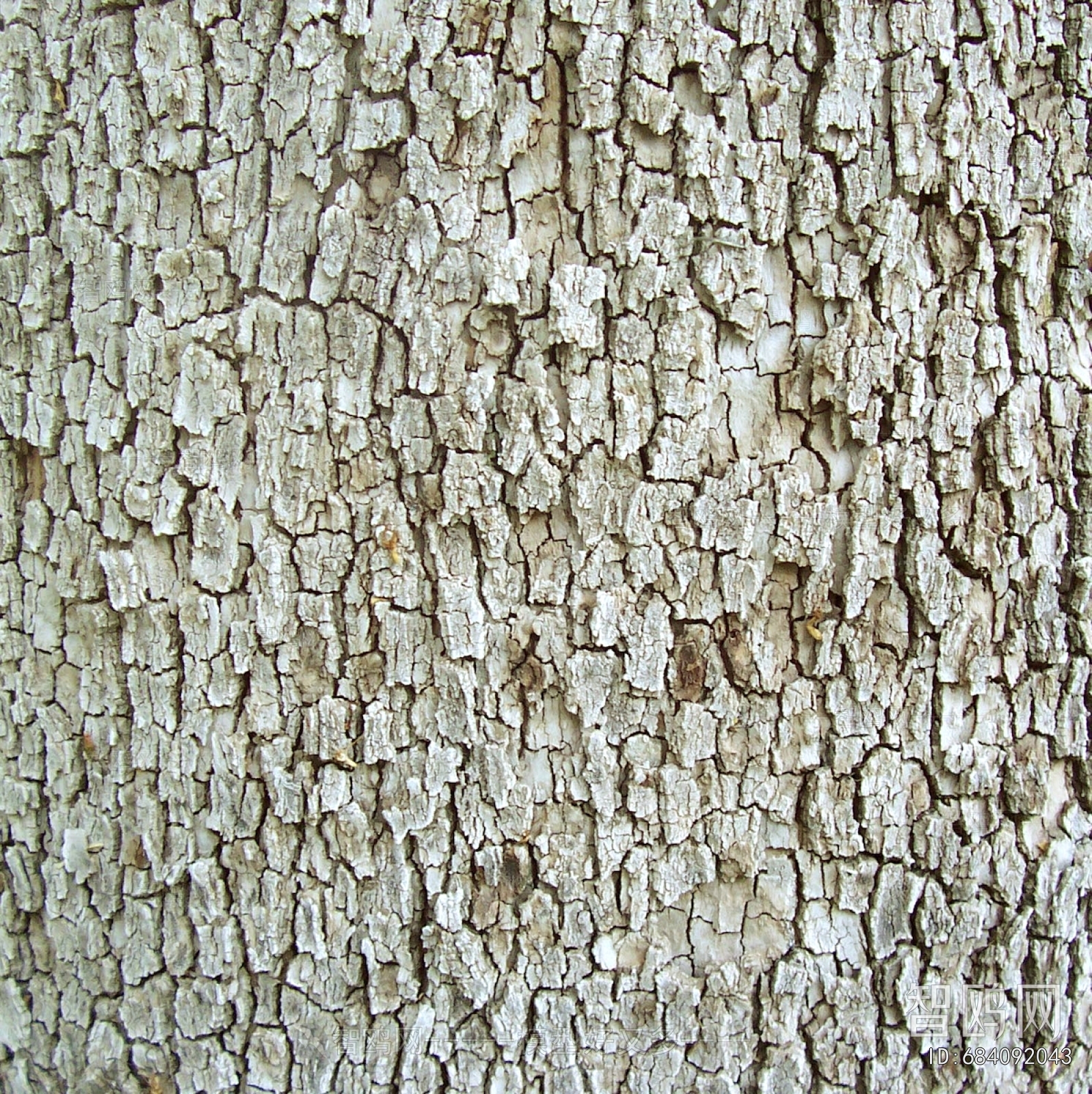 Bark Texture