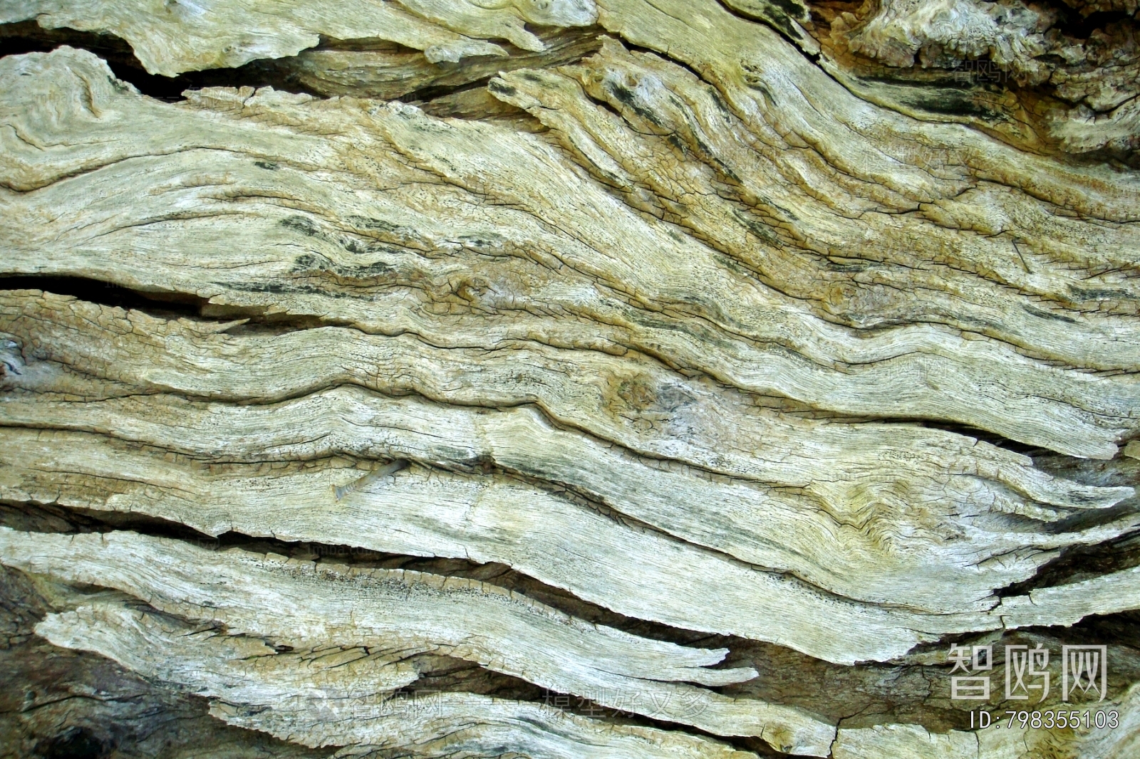 树干树皮表面