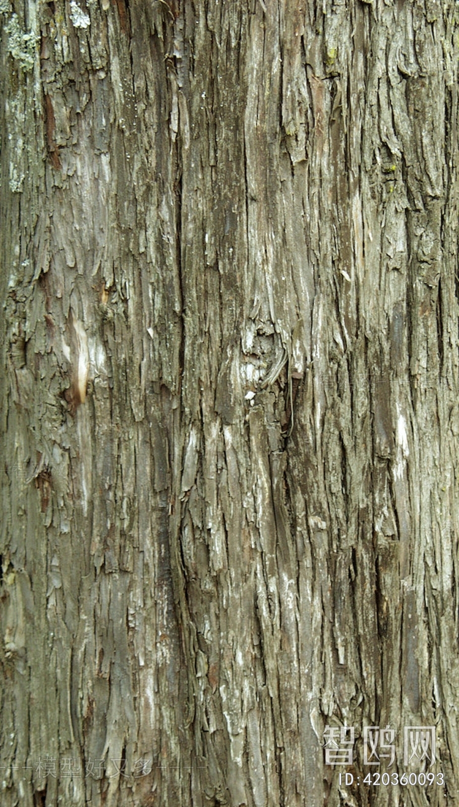 Bark Texture