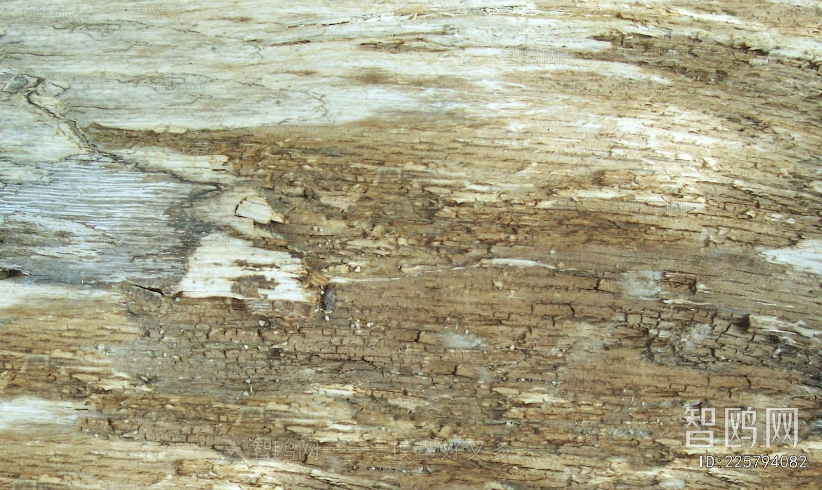 Bark Texture