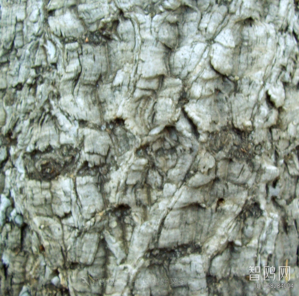 Bark Texture