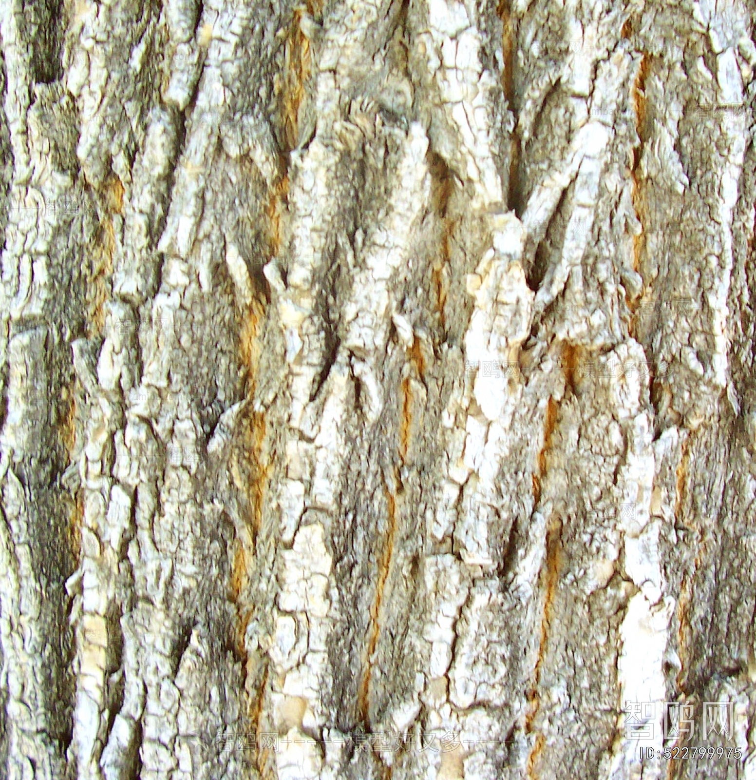 Bark Texture