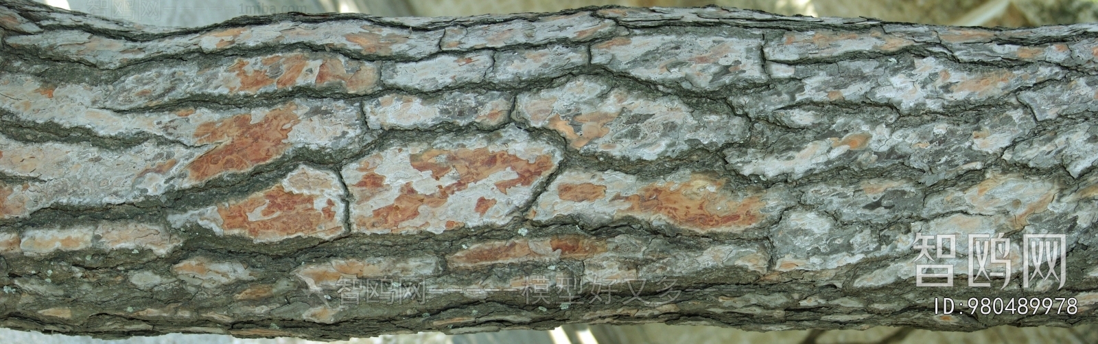 Bark Texture