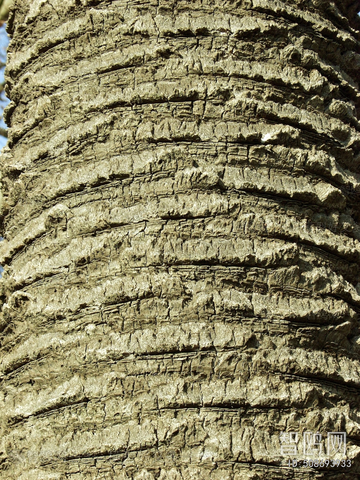 Bark Texture