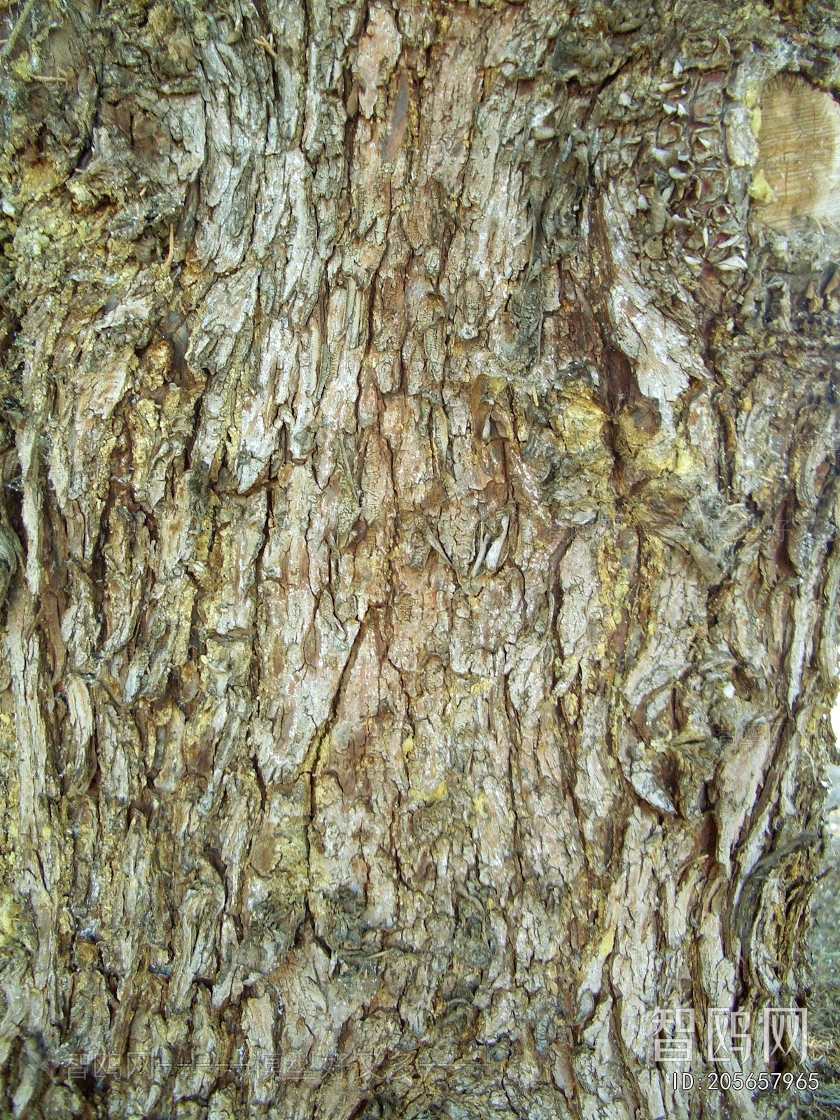 Bark Texture