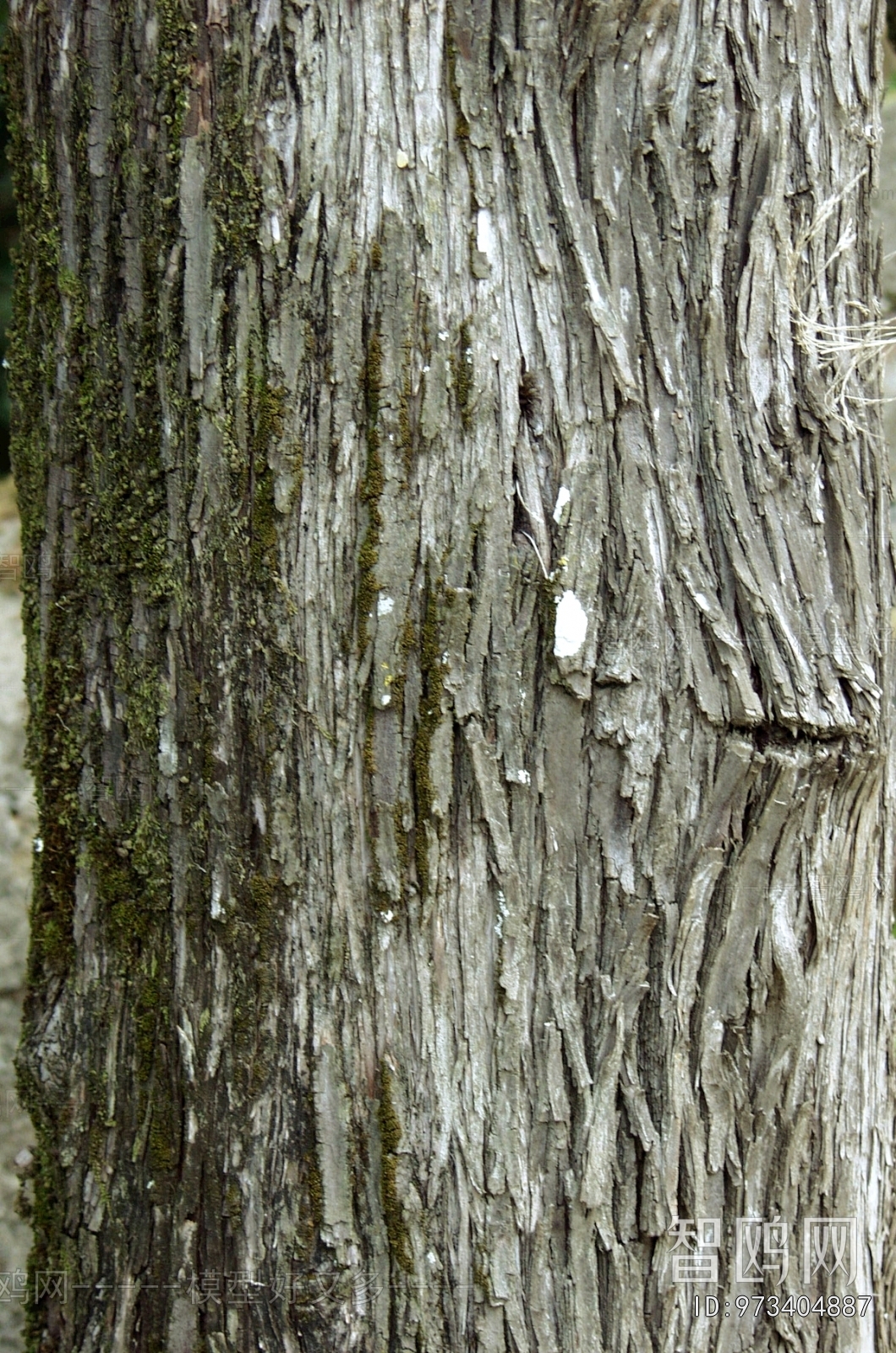 Bark Texture