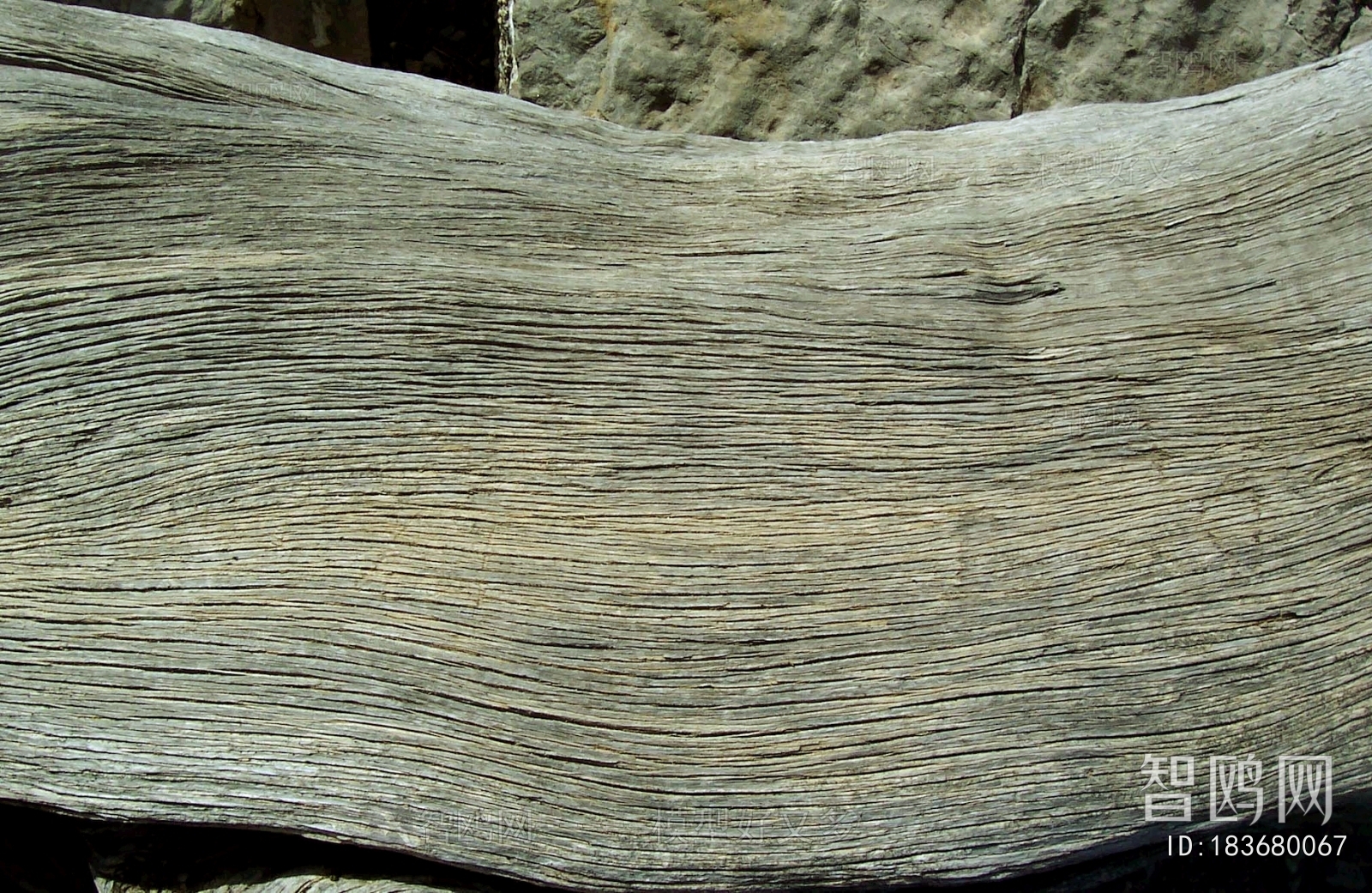 Bark Texture