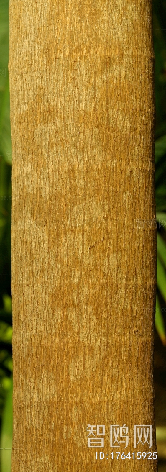 Bark Texture