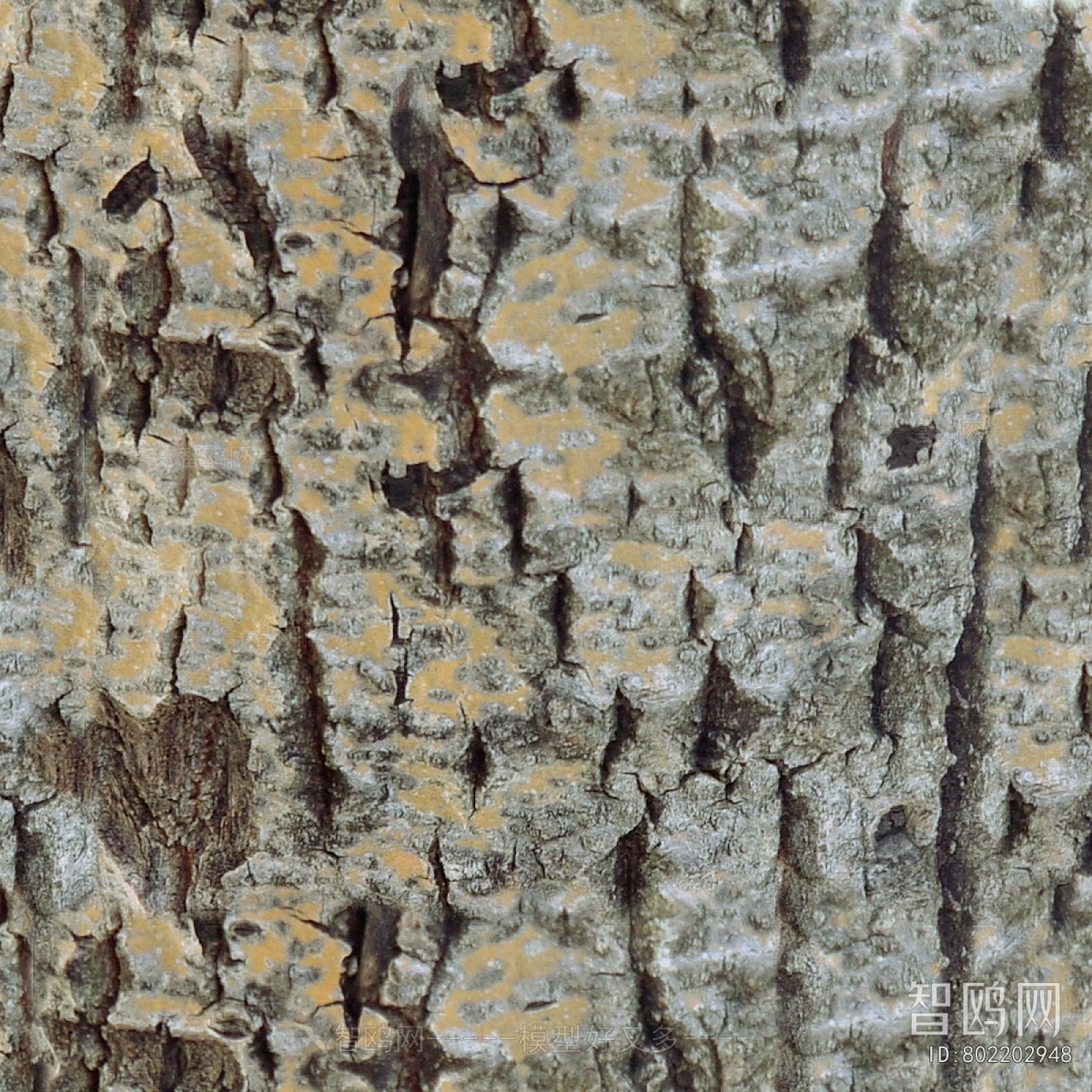 Bark Texture