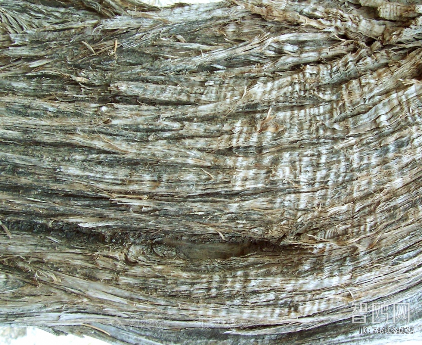 Bark Texture