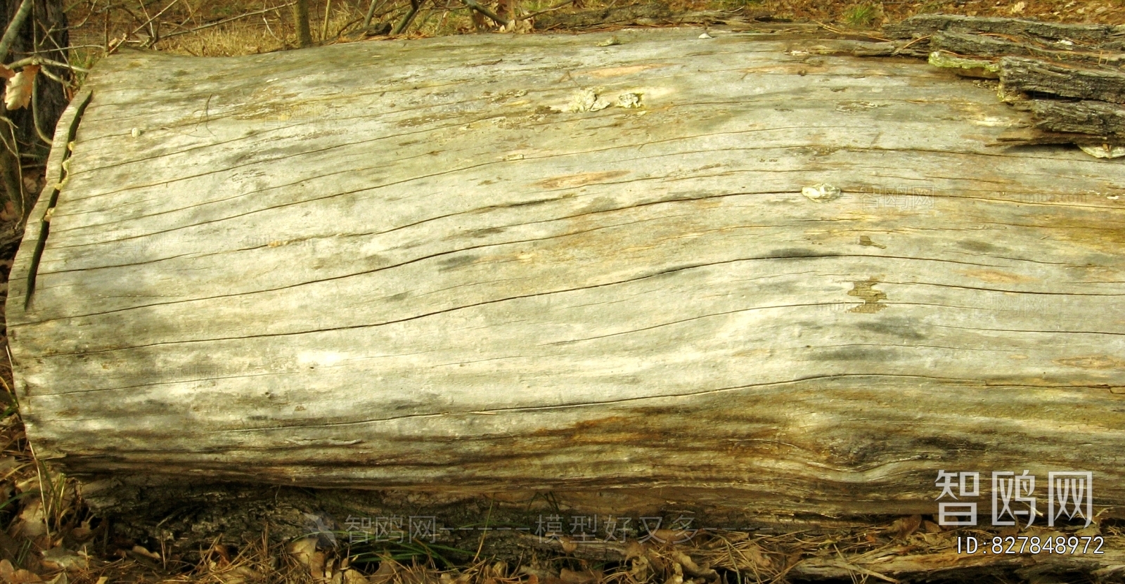 Bark Texture