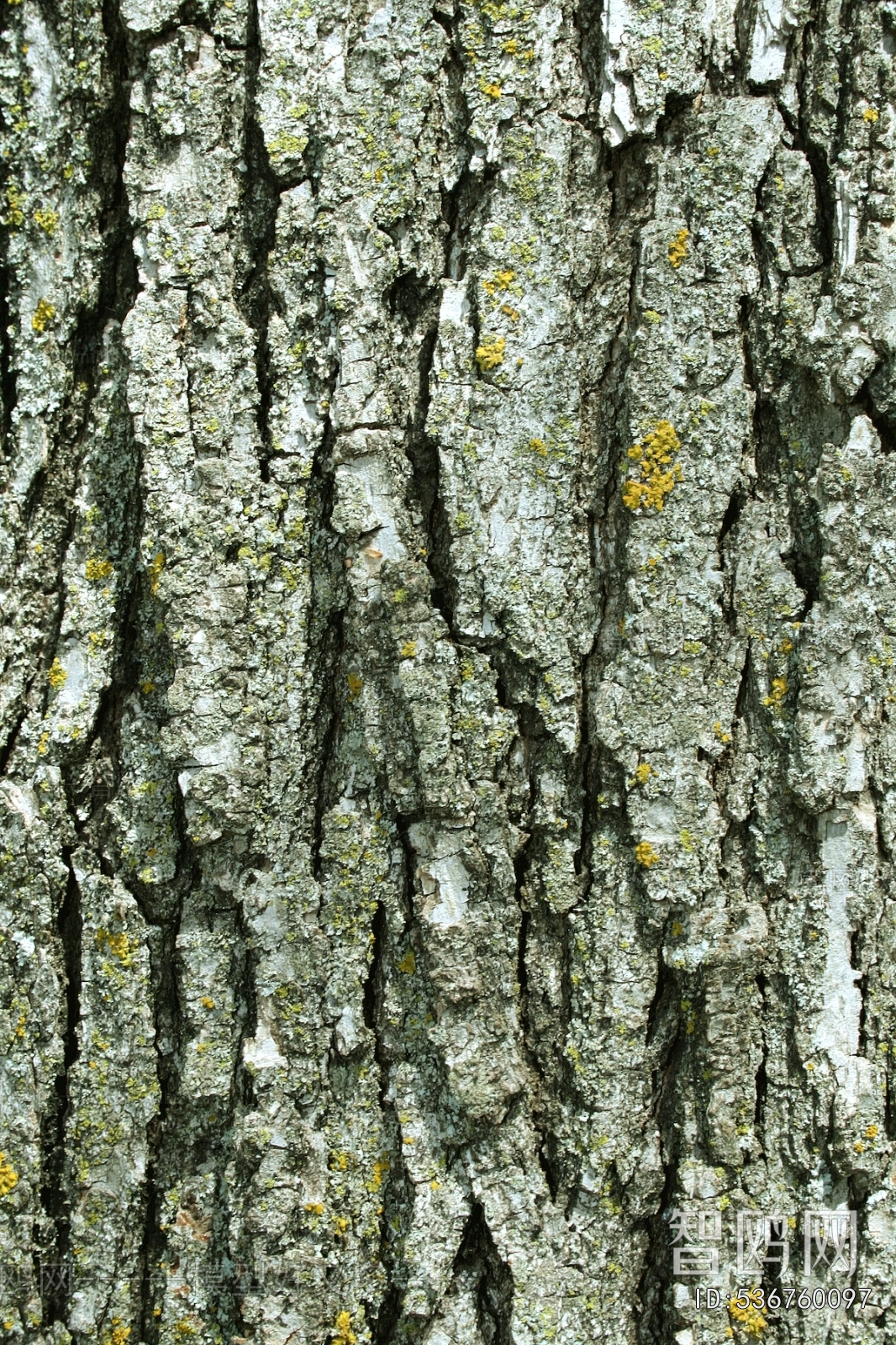 Bark Texture