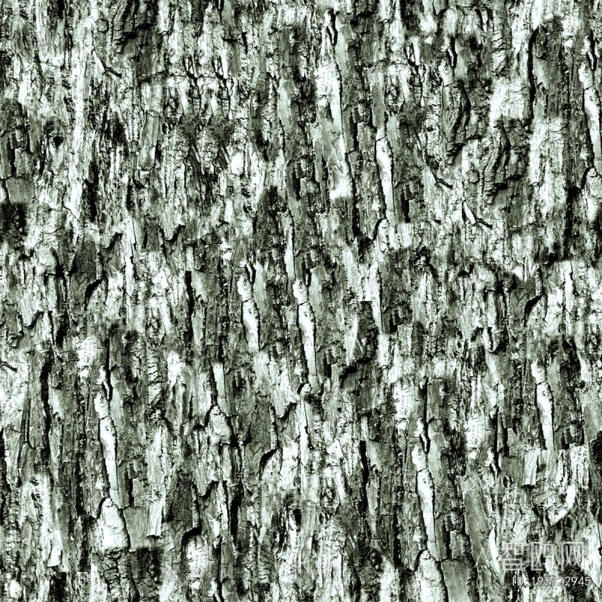Bark Texture