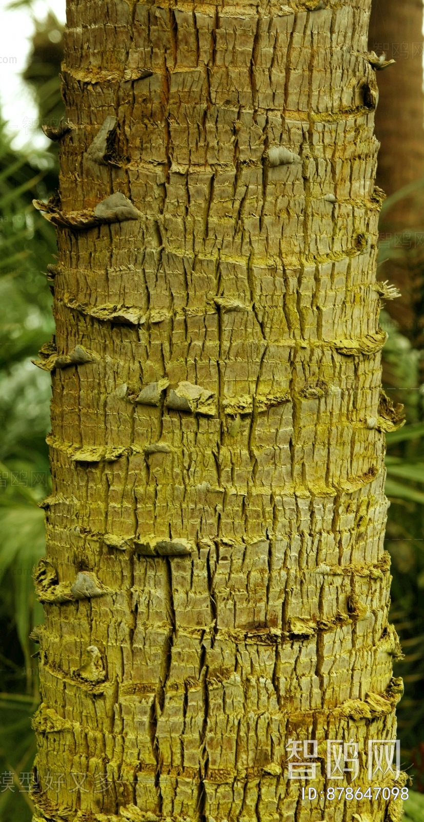 Bark Texture