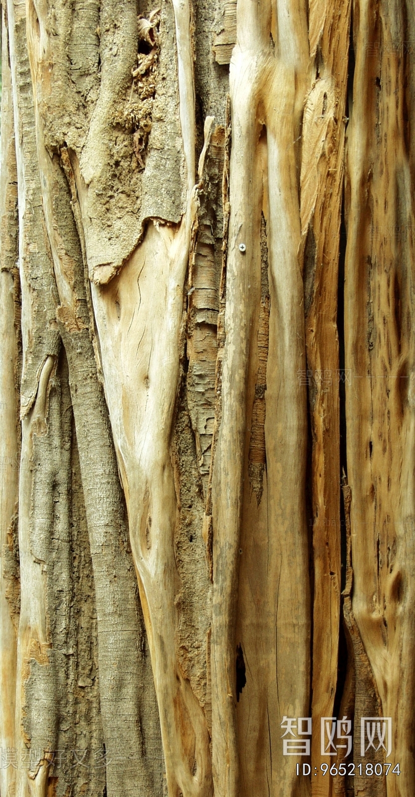 Bark Texture
