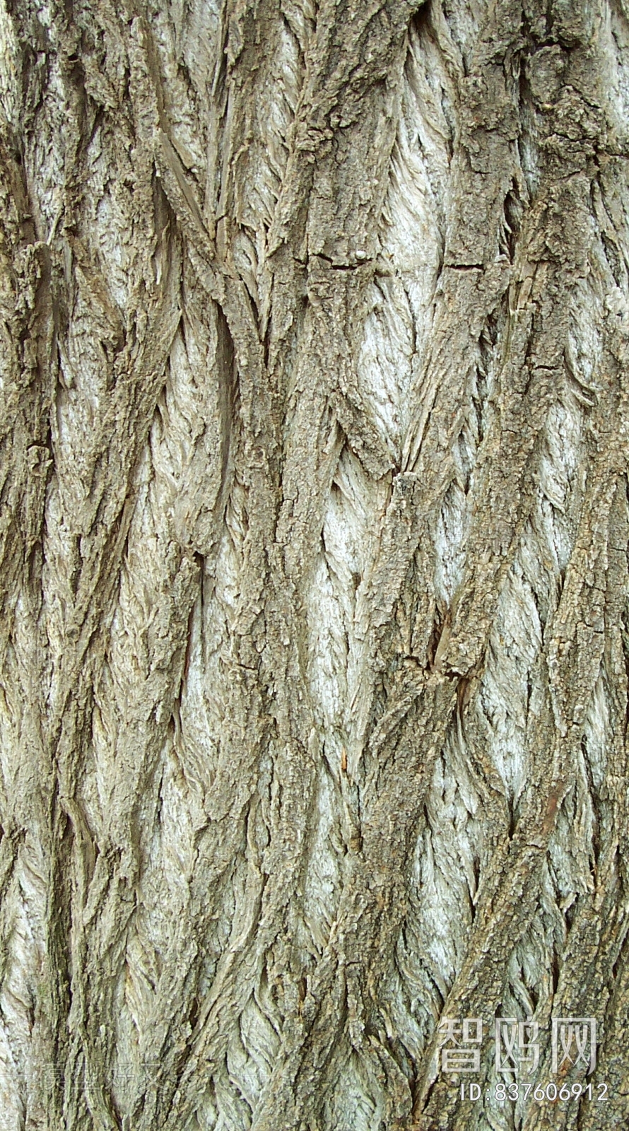 Bark Texture