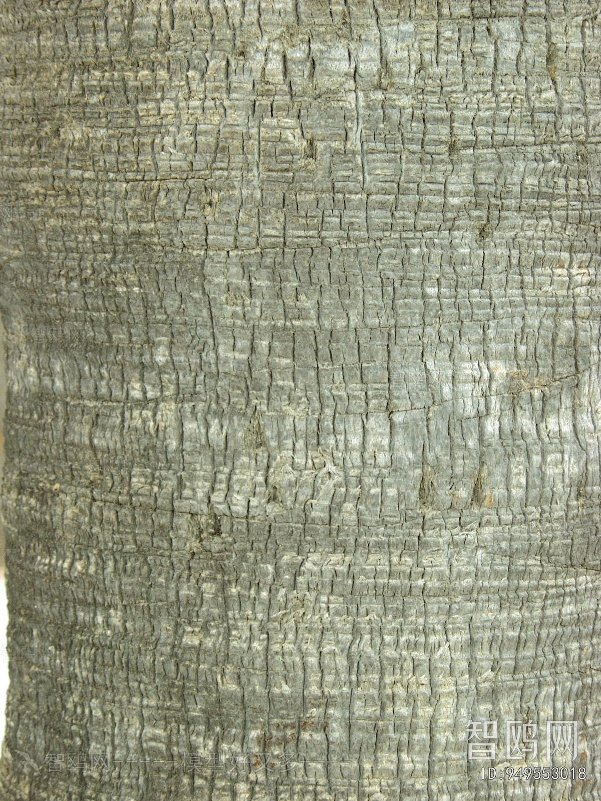 Bark Texture