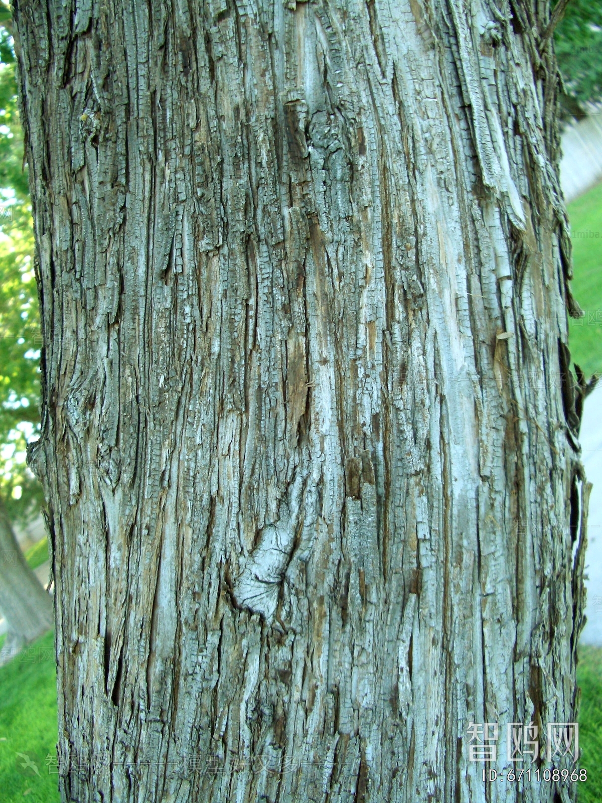 Bark Texture