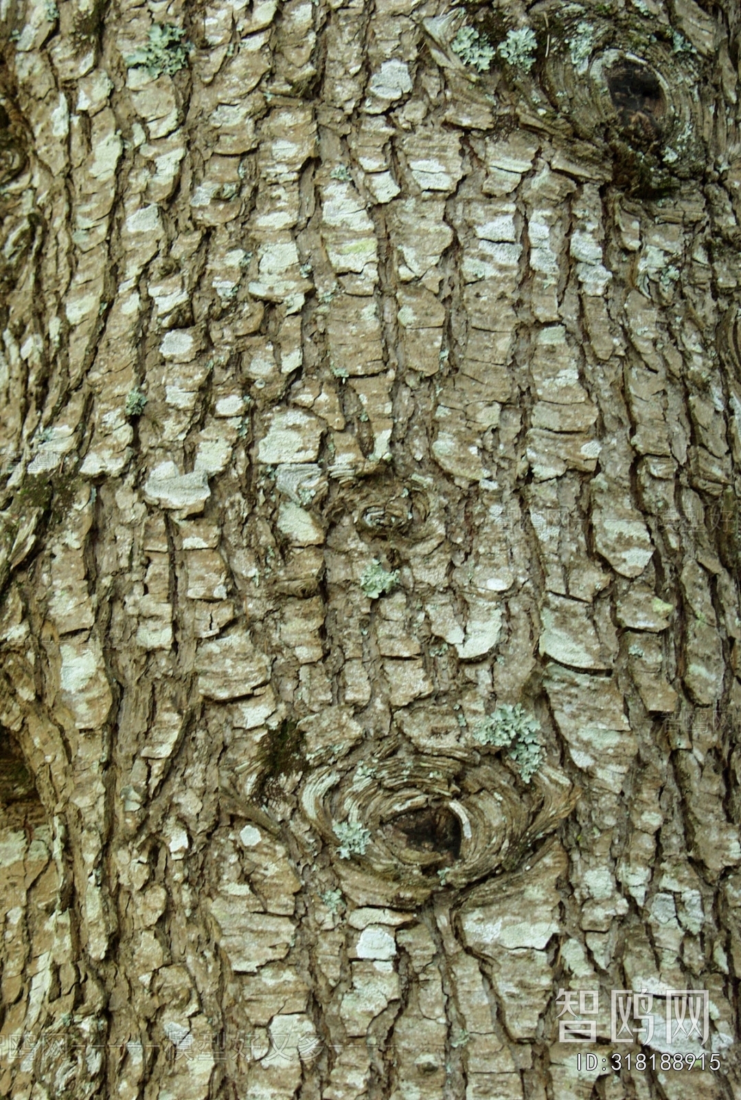 Bark Texture