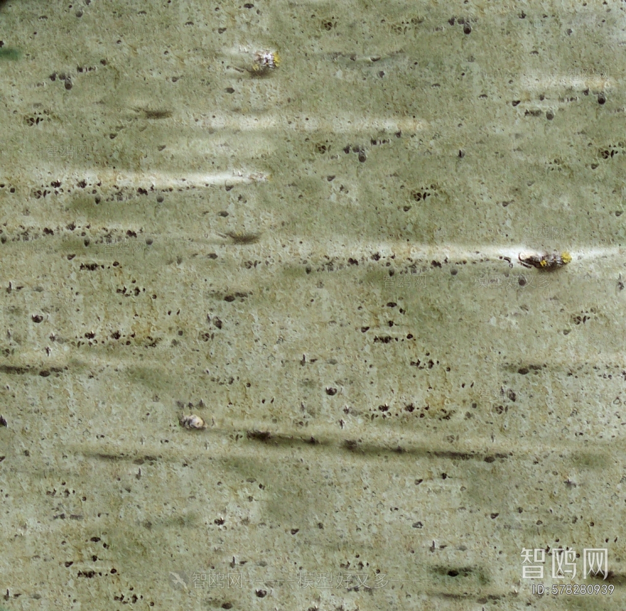 Bark Texture