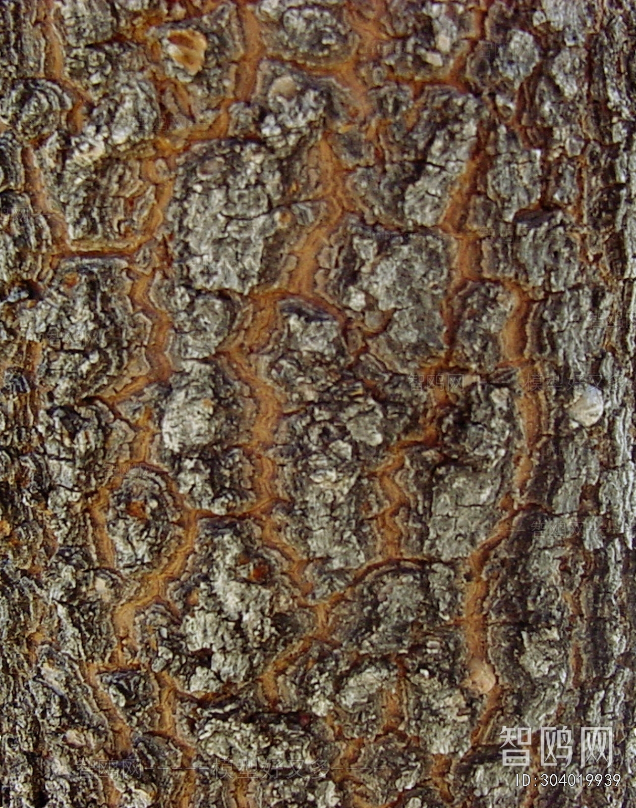 Bark Texture