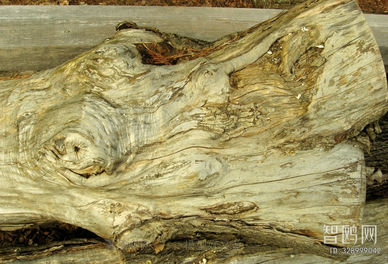 Bark Texture