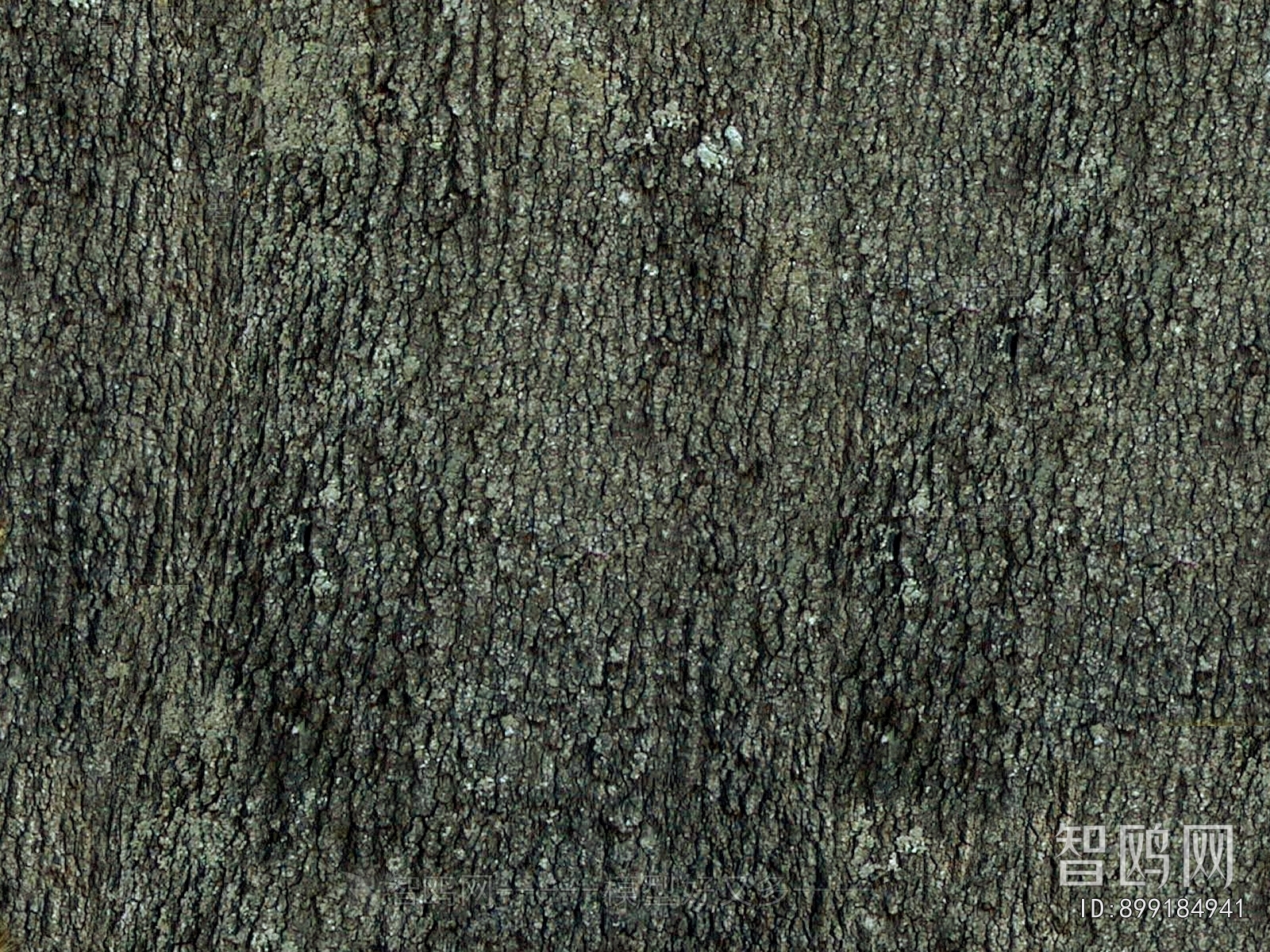 Bark Texture