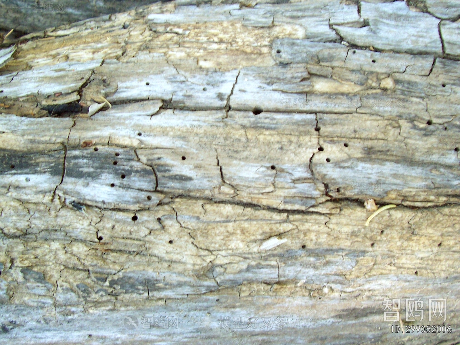 Bark Texture