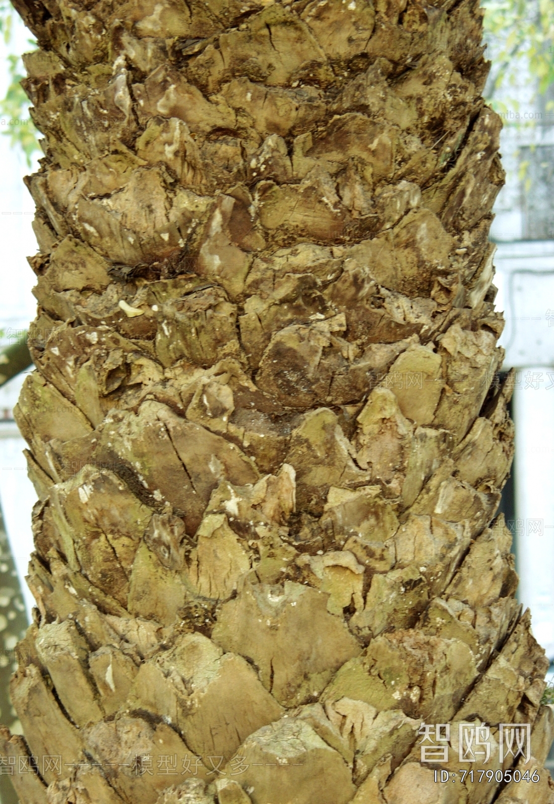 Bark Texture
