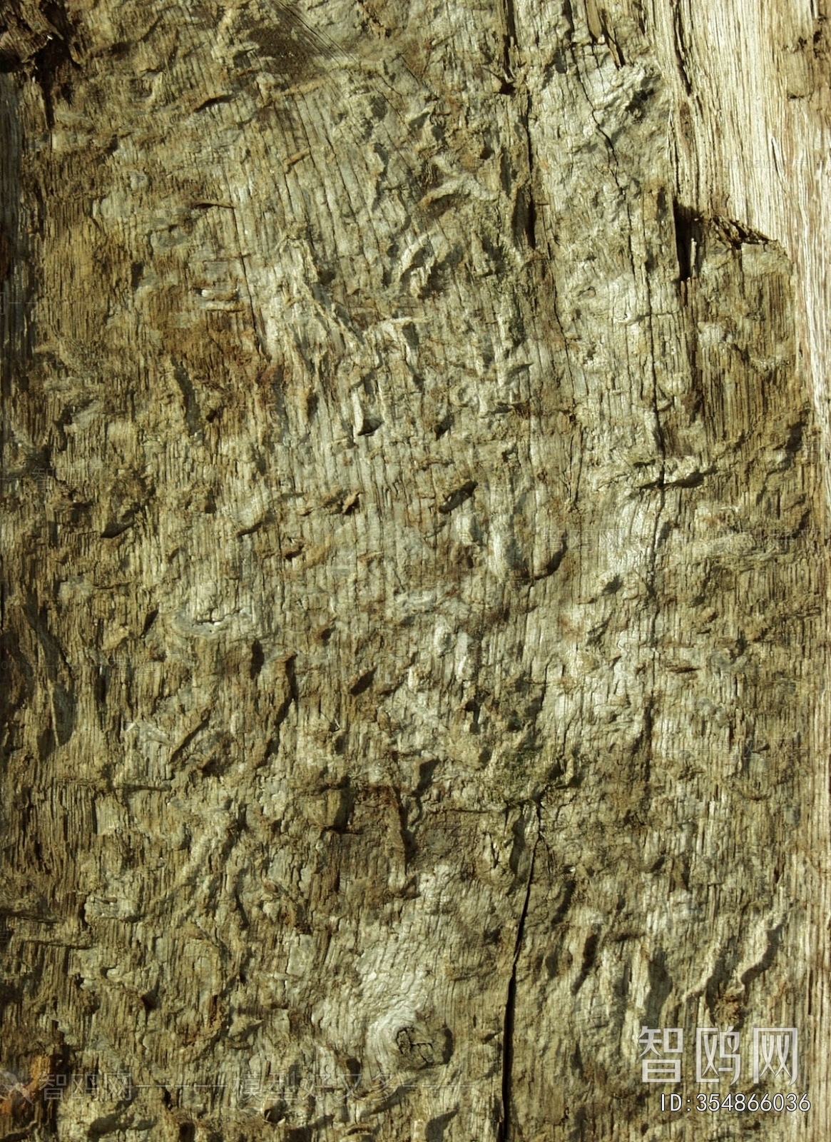 树干树皮表面